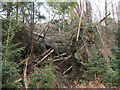 NT2742 : Windthrown trees, Shieldgreen by Jim Barton