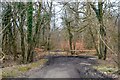 West Dean : Woodland Track