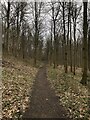 Path through Lumley Park Wood