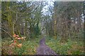 ST7430 : Penselwood : Pen Forest Footpath by Lewis Clarke
