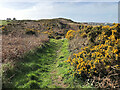 SH4393 : Anglesey Coast Path between Amlwch and Bull Bay by David Dixon