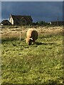 Highland Cow, Dunnet