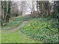 Daffodils behind the bus stop