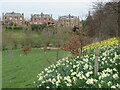 NT2470 : Braidburn Valley Park Daffodils by M J Richardson
