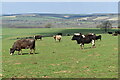 SU0036 : Cattle grazing opposite Bilbury Farm by David Martin