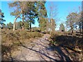 Wildmoor Heath footpath