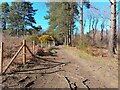 Wildmoor Heath footpath