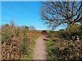 Wildmoor Heath footpath