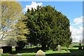 SO4143 : Yew tree at St. Lawrence church (Bishopstone) by Fabian Musto
