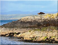 NR7099 : Seal Basking on rocks by Steve Houldsworth