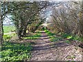 Path between hedgerows