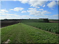 Green  dotty  toward  Nafferton  Wold