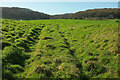 Grassy ruts by Failand Lane