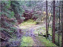 NN8868 : Waterlogged forest trail by Aleks Scholz