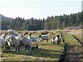 NC9021 : Early lambs, Kildonan by Richard Webb