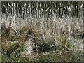 Reeds at Brown Moss