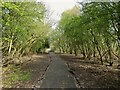 New all weather path near Moston Brook