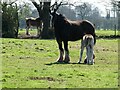 Mare and foal beside the Shropshire Way in spring