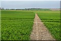 Footpath to Hodenhoe manor