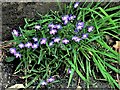 Lobelia as a garden escape growing at base of wall in Battle