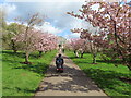 TQ1876 : Kew Gardens, cherry blossom, mobility scooter, Temperate House by David Hawgood
