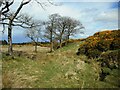 NS4660 : Gorse and bare trees by Richard Sutcliffe