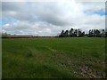 Field off Locking Moor Road