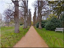 SU6356 : Tree lined path at The Vyne by Oscar Taylor