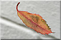 SO6023 : Falling rose leaf? by Jonathan Billinger