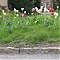 Tulips by Aylesbury Road, Cuddington