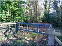 ST5163 : Small wood off Kingdown Road by Thomas Nugent