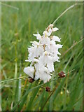 NC2323 : White orchid found near Loch Assynt by Eirian Evans
