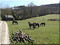 SE9087 : Exmoor ponies by David Brown