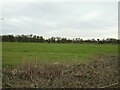 ST3561 : Field near Locking Moor Road  by Sofia 