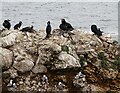 NZ4064 : Nesting Cormorants at Marsden by Robert Graham