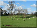 Sheep pasture above Clow Beck