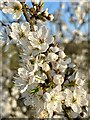 Blackthorn in flower