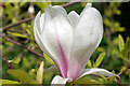 Magnolia blossom in Hurst Grange Park