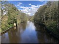 NZ3052 : River Wear from the New Bridge, Lambton Park by David Robinson