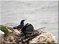 NZ4064 : Cormorants on their nest by Robert Graham