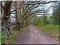 Path to the Bulford Kiwi