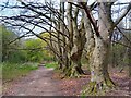 Path to Bulford Kiwi