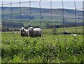 Sheep near Glynde