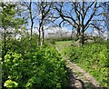 Path towards Lewes