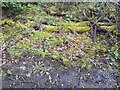 Moss on fallen branches in Woodfield Park, Kingsbury