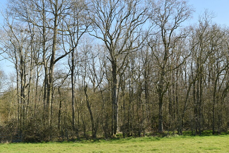 Nine Acre Wood © N Chadwick :: Geograph Britain and Ireland