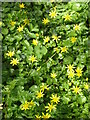 Lesser Celandines (Ficaria verna)