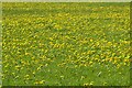 SP1926 : A field of dandelions by Philip Halling