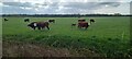 Cattle on Plex Moss