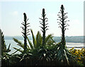 Plants, Roundham Gardens